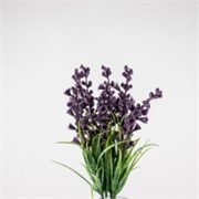Lavanda JAP x6 18cm sv.ljubičasta