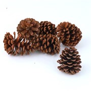 Šišarke x6kom - 10cm smeđa
