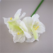 Amarilis 80cm RT bijela
