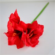 Amarilis 80cm RT crvena