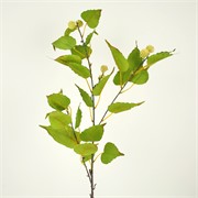 Grana breze 99cm zelena
