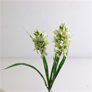 Zumbul x3 31cm bijela