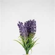 Lavanda US x6 18cm ljubičasta