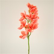 Orhideja Cymbidium 77cm losos roza