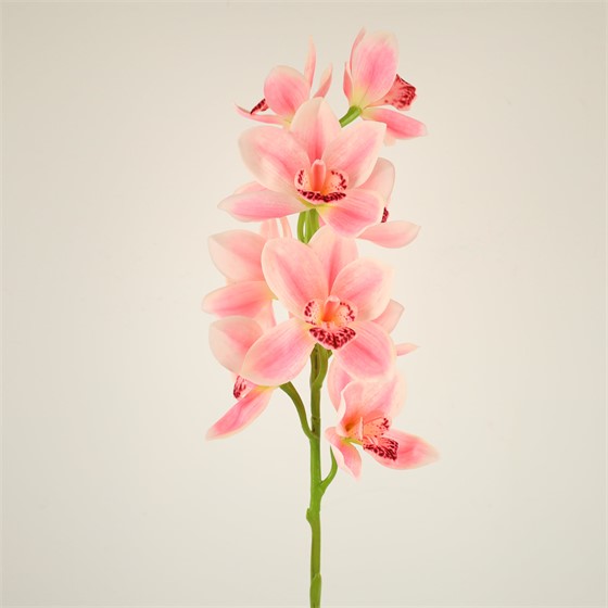 Orhideja Cymbidium 77cm sv.roza
