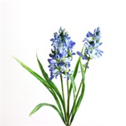 Zumbul x3 31cm plava