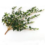 Puzavac engleski bršljan mini 90cm x15 zelena