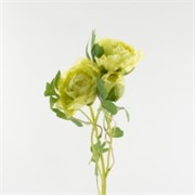 Ranunkula buket - sv. zelena