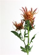 Kotrljan 67cm narančasta