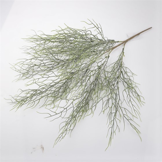 Bowiea grm 66cm siva/zelena