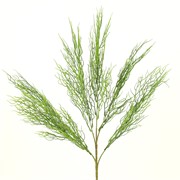 Bowiea grm 66cm siva/zelena