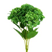 Hortenzija grm x5 57cm t.zelena