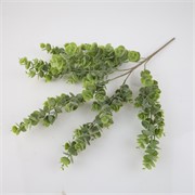 Eukaliptus grm 56cm zelena