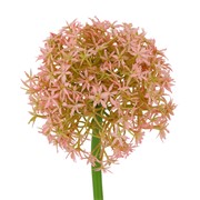 Allium 80cm roza