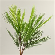 Grana palme 65cm zelena/bijela