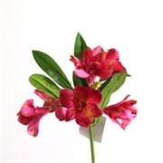 Alstroemerija 47cm beauty