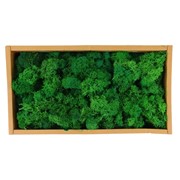 Mahovina 500g sv.zelena