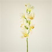 Orhideja Cymbidium 77cm krem