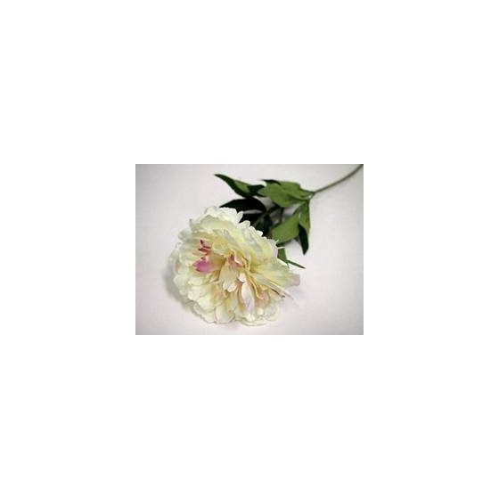 Peonija s pupom 71cm bijela