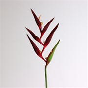 Strelicija grana 78cm crvena