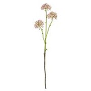 Allium pup x3 60cm lila