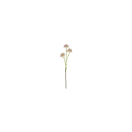 Allium pup x3 60cm lila