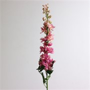 Delphinium/Kokotić 79cm roza