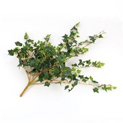 Puzavac engleski bršljan mini 70cm x15 zelena