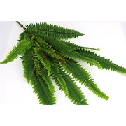 Puzavac paprat 76cm 25listova zelena