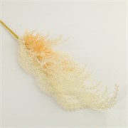 Pampas grana 68cm