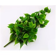 Puzavac 70cm 106 listova zelena