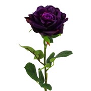 Ruža 70cm RT t.purpurna
