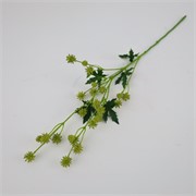 Sanicula 68cm sv.zelena