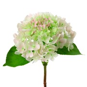 Hortenzija 41cm RT bijela