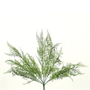 Plumosum grm 53cm zelena