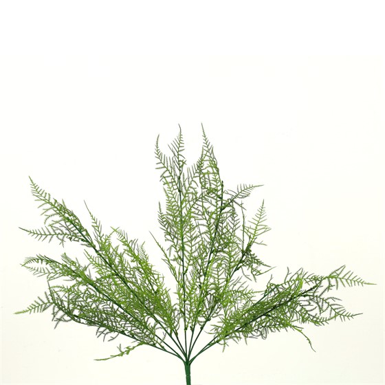 Plumosum grm 53cm zelena
