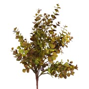 Eukaliptus grm 46cm smeđa/žuta