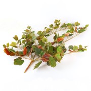 Puzavac vinova loza 90cm x7 suha zelena/žuta/smeđa