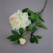 Peonija 68cm 1c+1p bijela