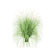 Umjetna trava Lagurus krem u posudi 117cm