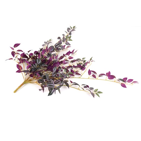 Puzavac prugasta tradeskancija 70cm x15 zelena/ljubičasta