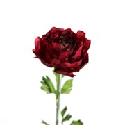 Ranunkula 51cm burgundy