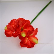 Amarilis 80cm RT sv.crvena/sv.zelena