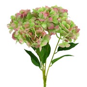 Hortenzija grm x5 57cm pink/zelena
