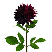 Dalija 74cm RT rosewine