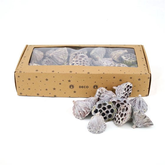 Suho: lotus natur 2-4cm 80kom bijeljeni