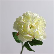 Peonija 61cm krem