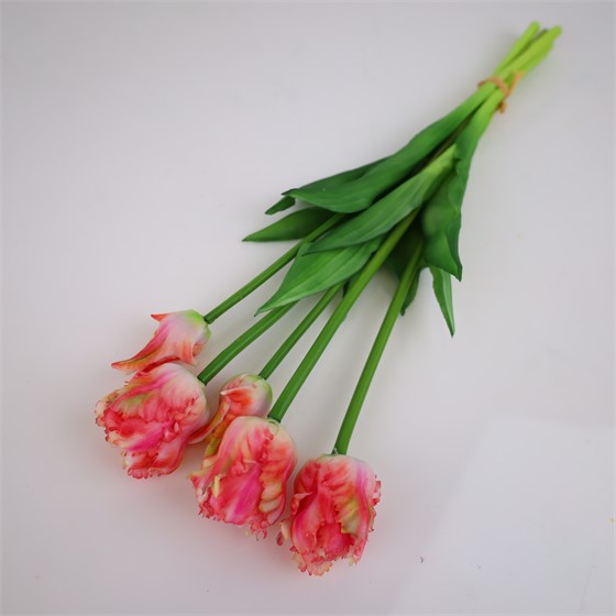Tulipan parrot x5 47cm bijela/crvena/sv.zelena