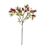 Grana šipka 48cm 10 plodova crvena