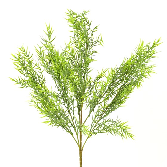 Asparagus grm 60cm zelena/sv.zelena